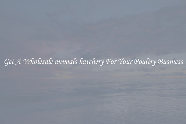 Get A Wholesale animals hatchery For Your Poultry Business